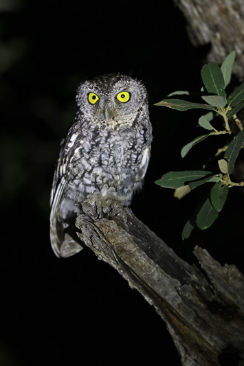 Whiskered Screech-Owl