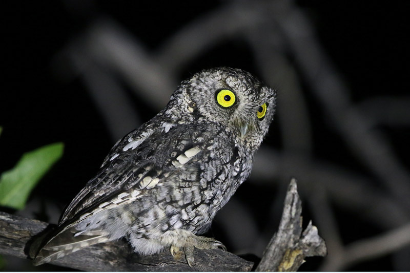 Whiskered Screech-Owl