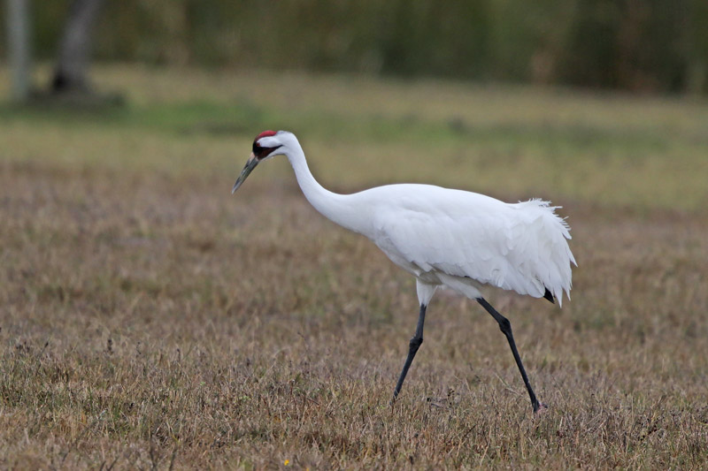 Whooping Crane