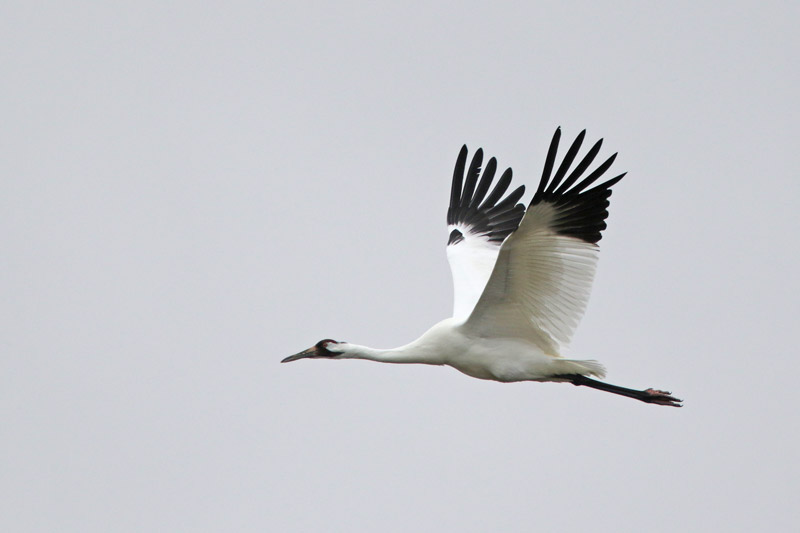 Whooping Crane