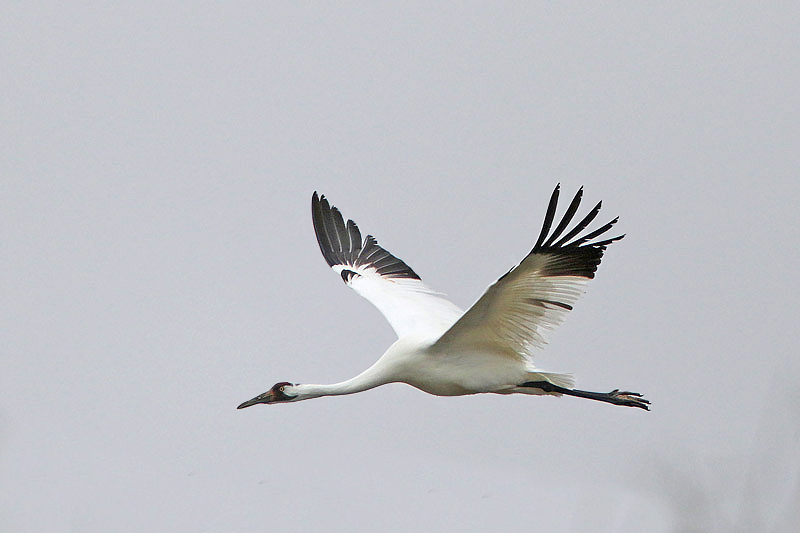 Whooping Crane