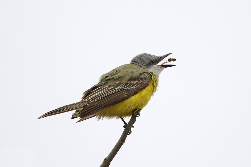 Couch's Kingbird