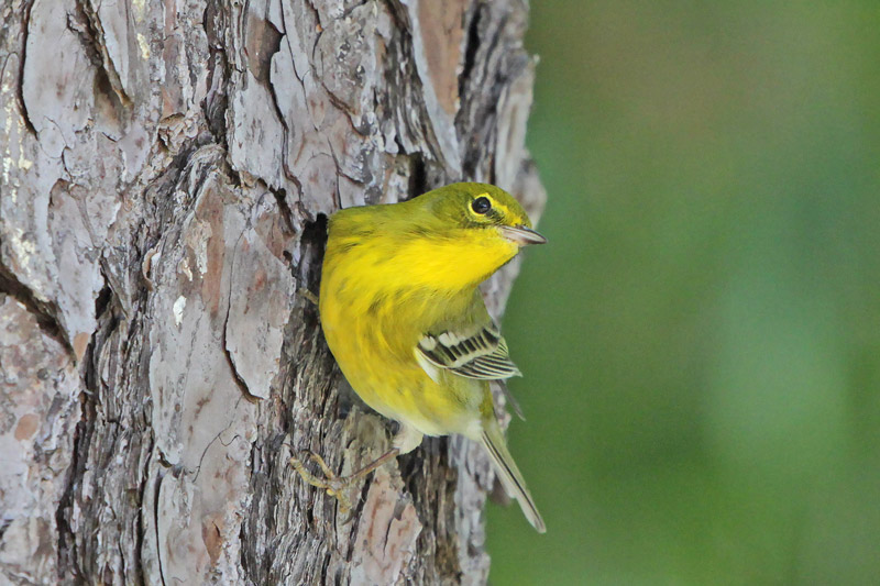 Pine Warbler