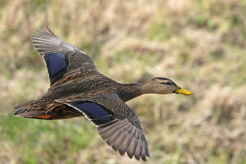 Mottled Duck