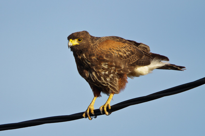 Harris's Hawk