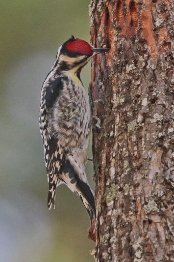 Yellow-bellied Sapsucker