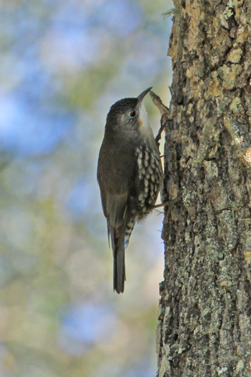 Australian Treecreepers 
