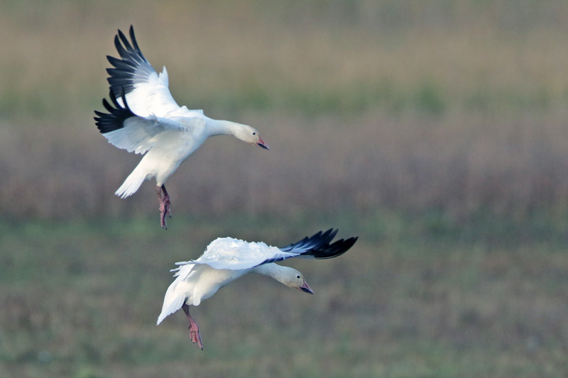 Snow Goose