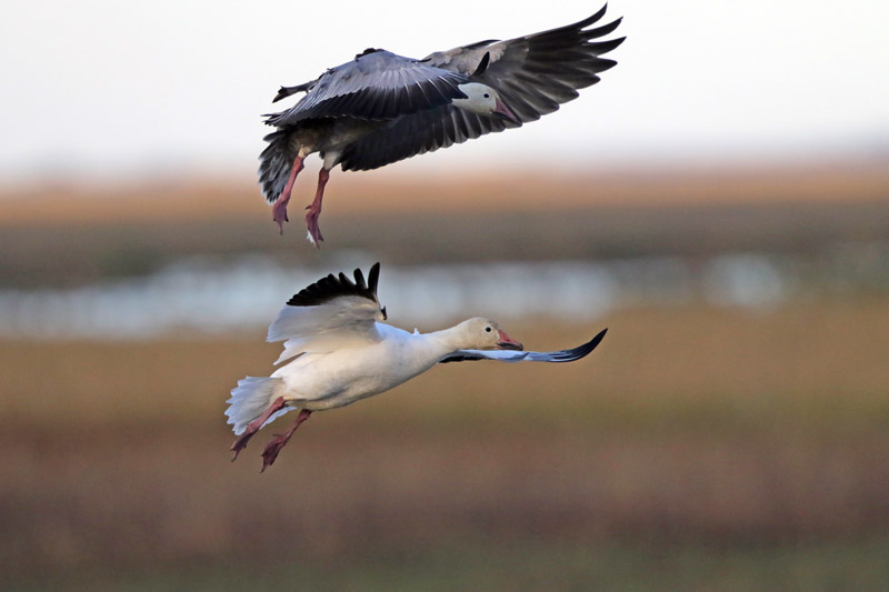 Snow Goose