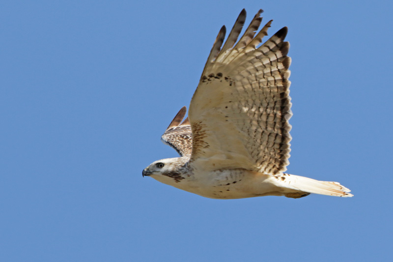 Red-tailed Hawk (Krider's)