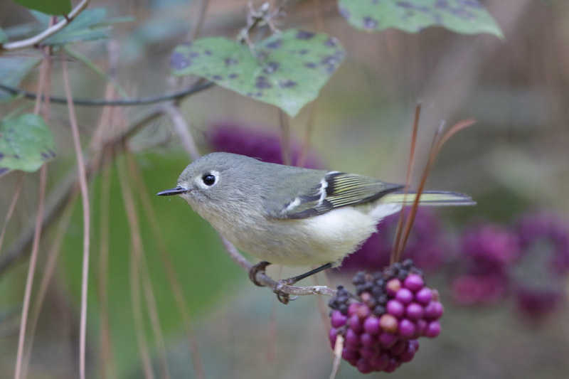 Ruby-crowned Kinglet