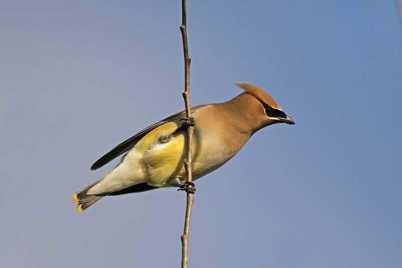 Cedar Waxwing