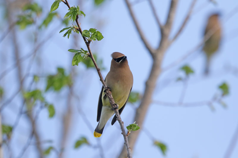 Cedar Waxwing