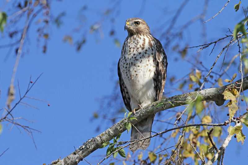 Red-shouldered Hawk