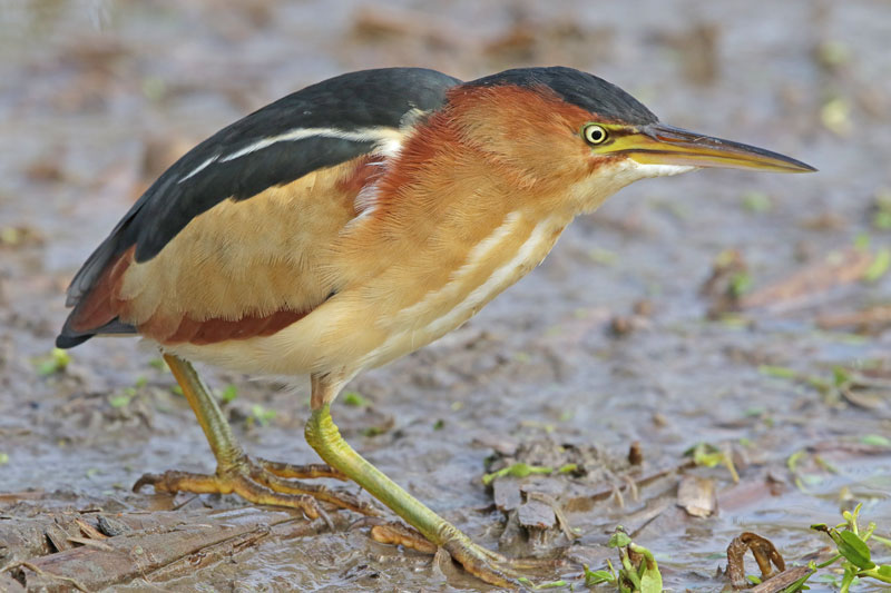Least Bittern