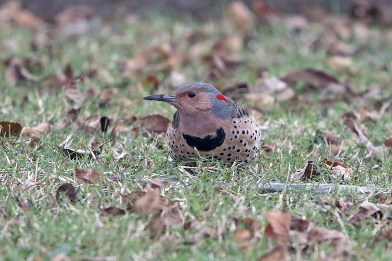 Northern Flicker