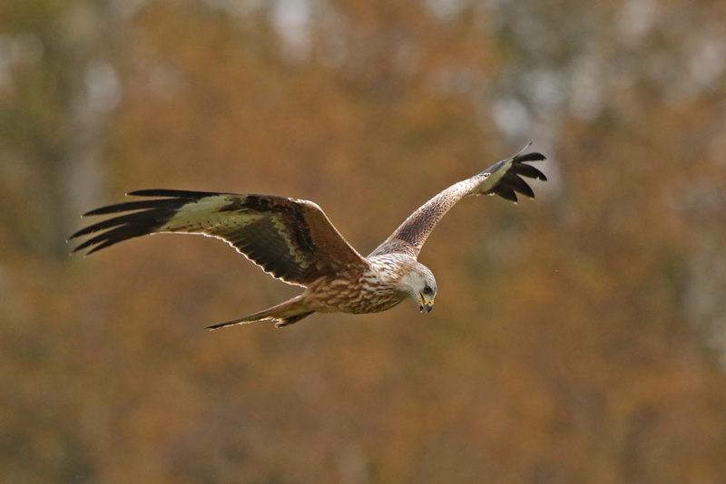 Red Kite