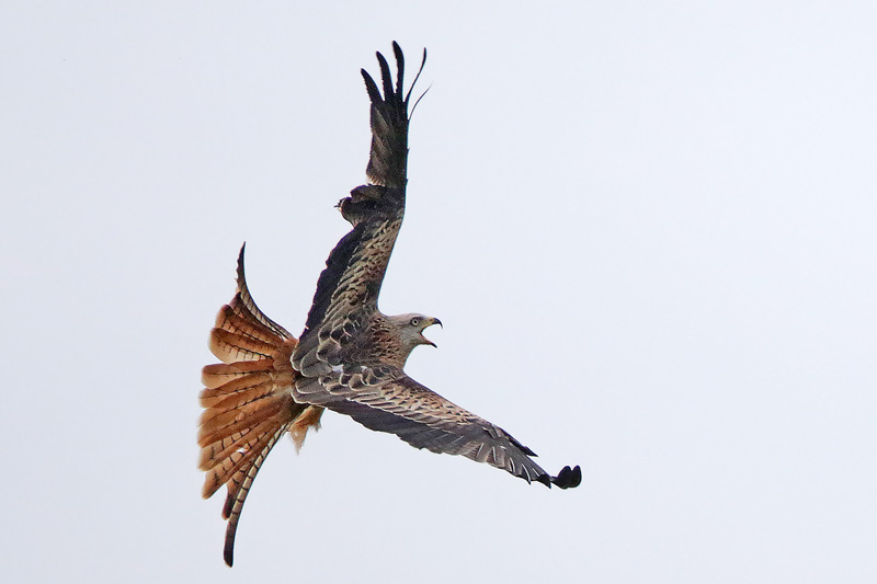 Red Kite