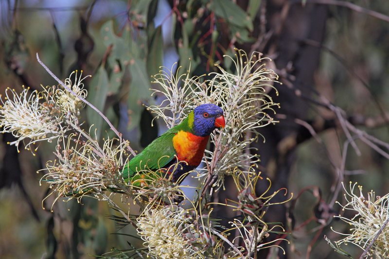 Rainbow Lorikeet