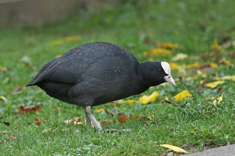 Eurasian Coot
