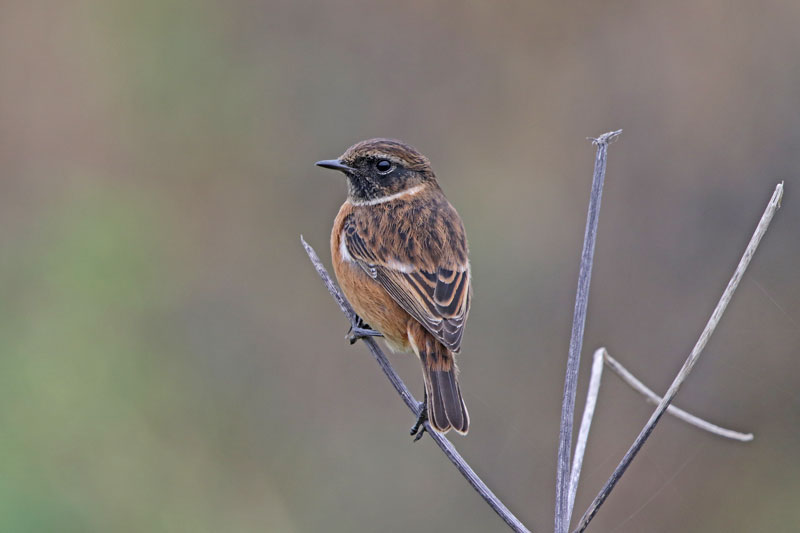 European Stonechat