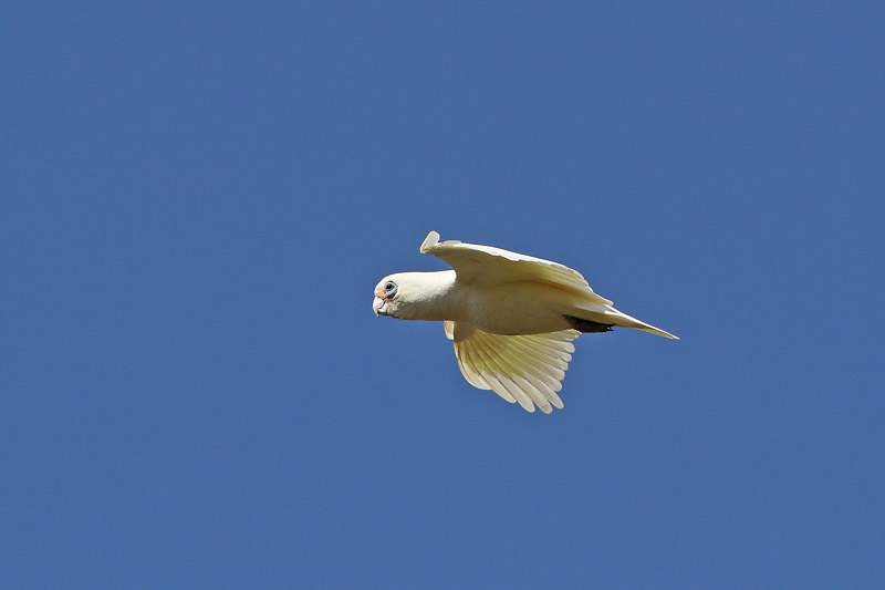 Little Corella