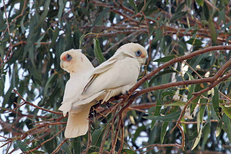 Little Corella