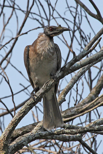 Noisy Friarbird