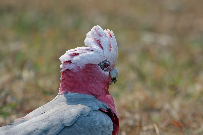 Galah