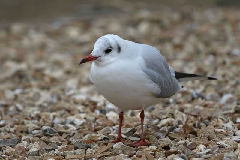 Black-headed Gull