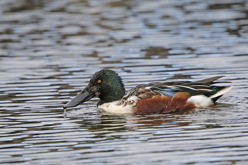 Northern Shoveler 