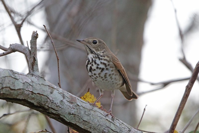 Hermit Thrush