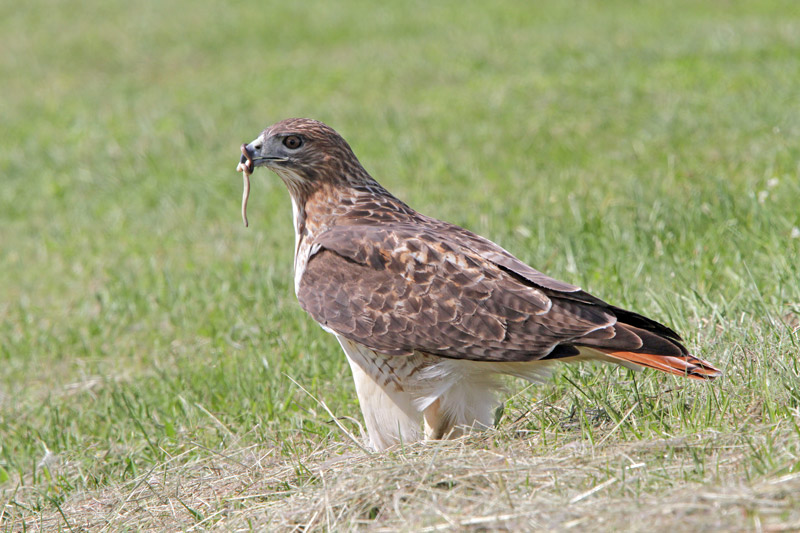 Red-tailed Hawk