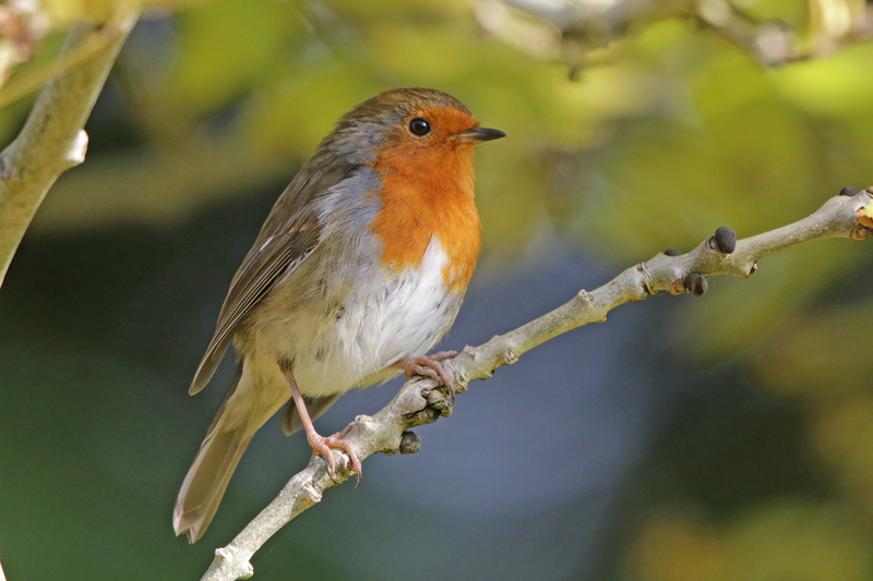 European Robin