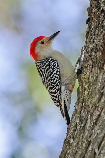 Red-bellied Woodpecker