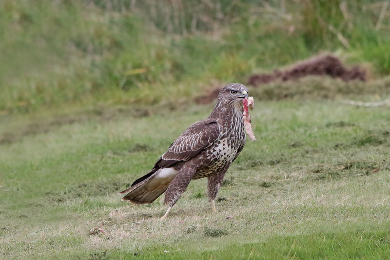Common Buzzard