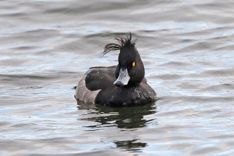 Tufted Duck