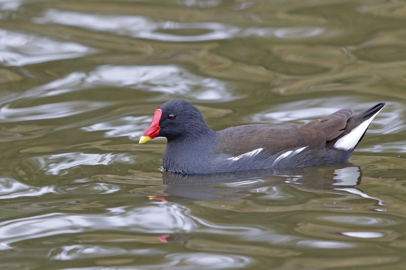 Common Moorhen