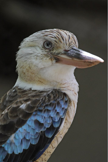 Blue-winged Kookaburra