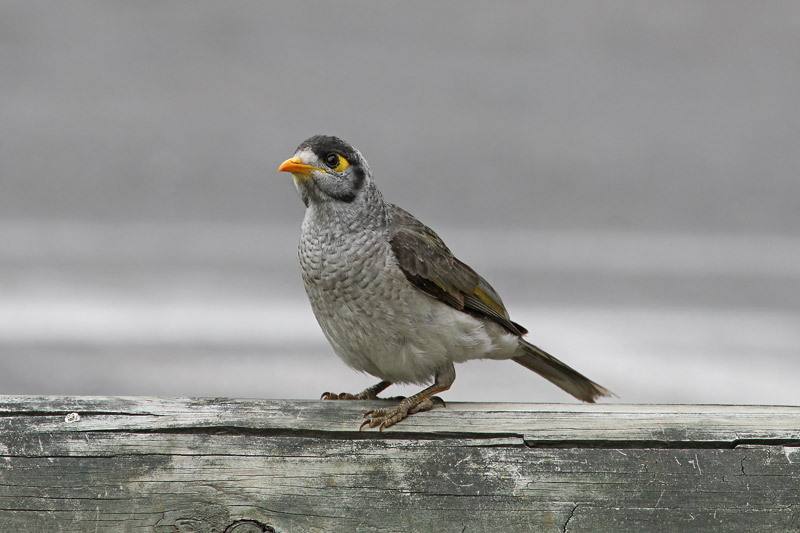 Noisy Miner