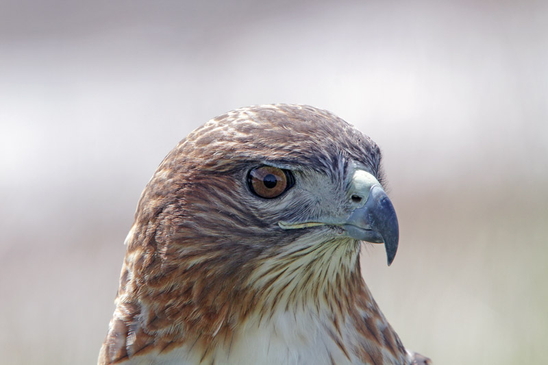 Red-tailed Hawk