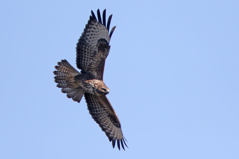 Common Buzzard