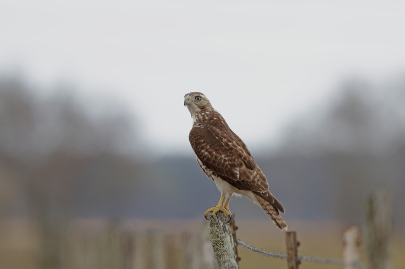 Red-tailed Hawk