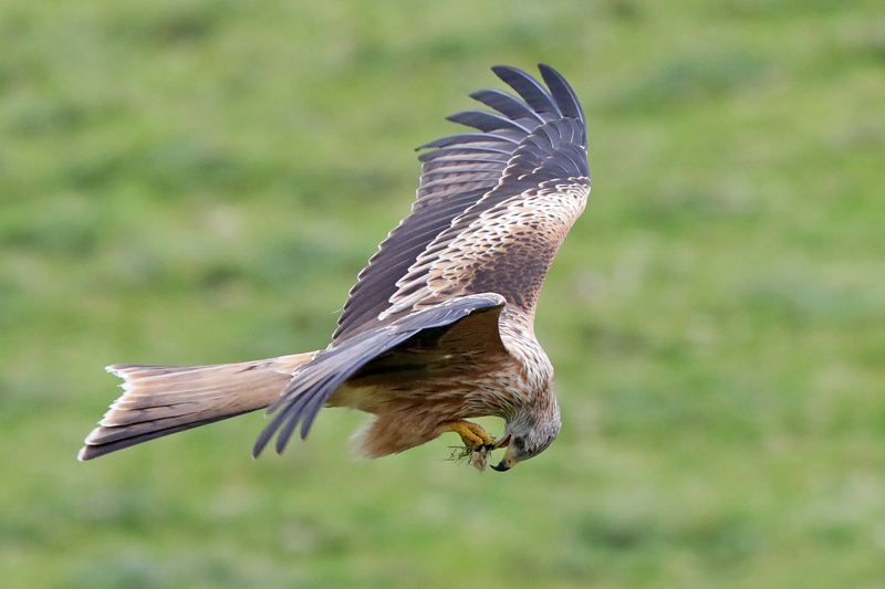 Red Kite