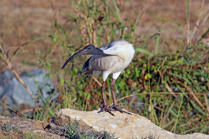 Australian-white Ibis