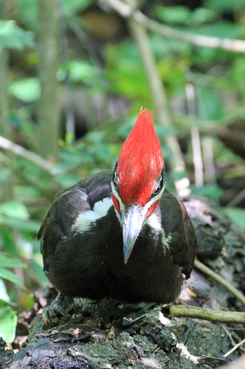 Pileated Woodpecker