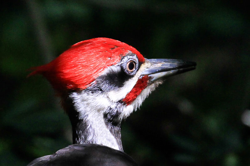 Pileated Woodpecker