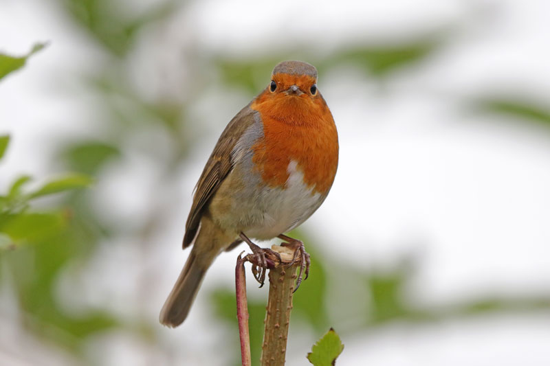 European Robin