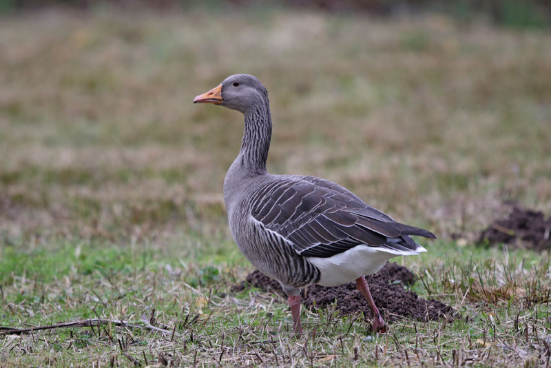 Greylag Goose 