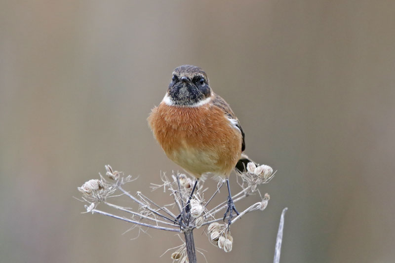 European Stonechat